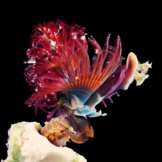 I vermi marini come mostri: foto di specie sconosciute