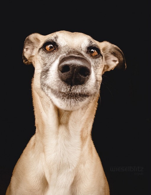 Quante 'facce' questi musi, le mille espressioni dei cani di Elke