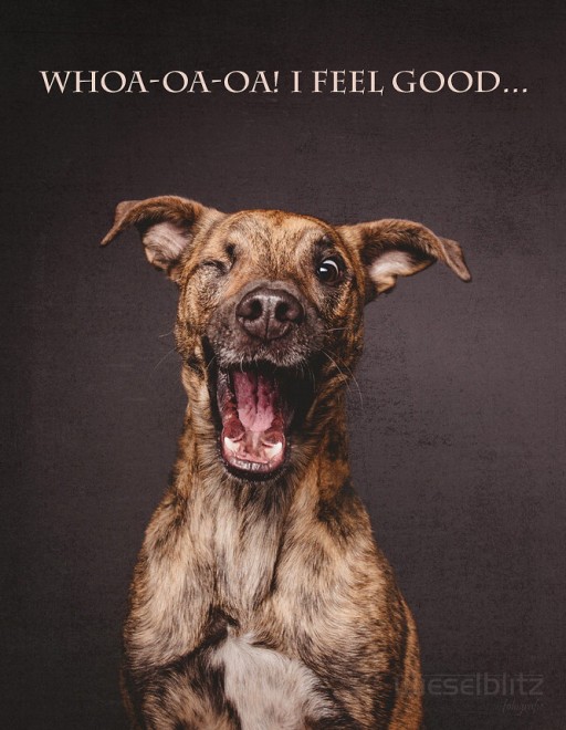 Quante 'facce' questi musi, le mille espressioni dei cani di Elke