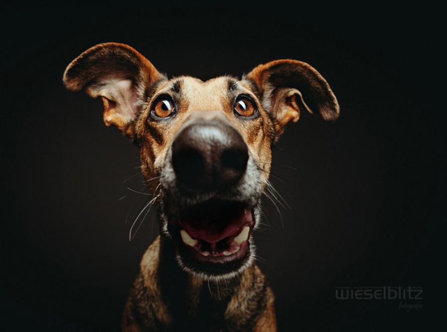 Quante 'facce' questi musi, le mille espressioni dei cani di Elke