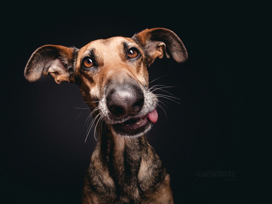 Quante 'facce' questi musi, le mille espressioni dei cani di Elke
