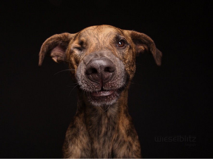 Quante 'facce' questi musi, le mille espressioni dei cani di Elke