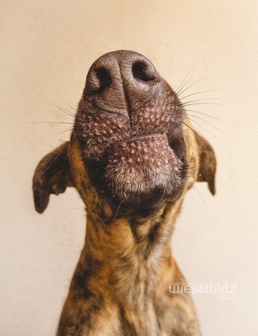 Quante 'facce' questi musi, le mille espressioni dei cani di Elke