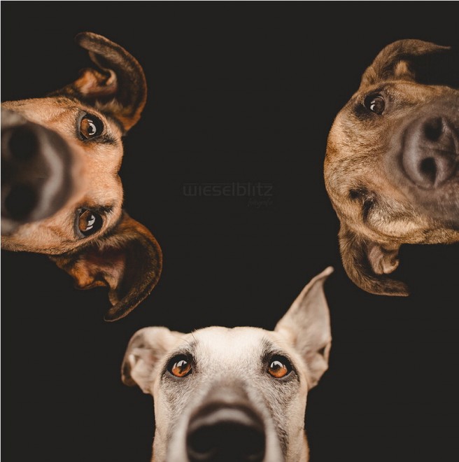 Quante 'facce' questi musi, le mille espressioni dei cani di Elke