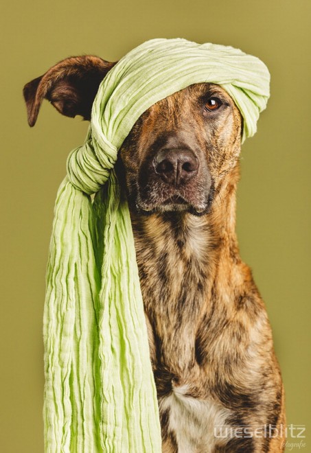 Quante 'facce' questi musi, le mille espressioni dei cani di Elke