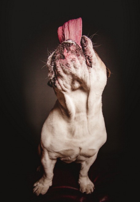 Quante 'facce' questi musi, le mille espressioni dei cani di Elke