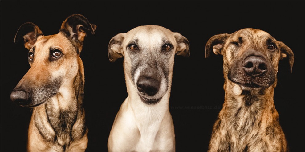 Quante 'facce' questi musi, le mille espressioni dei cani di Elke