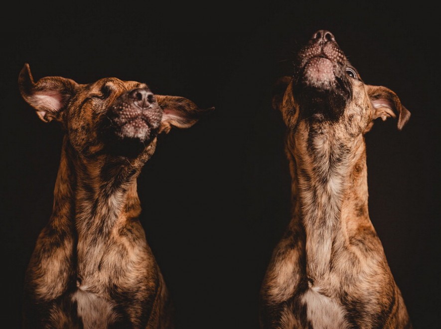 Quante 'facce' questi musi, le mille espressioni dei cani di Elke