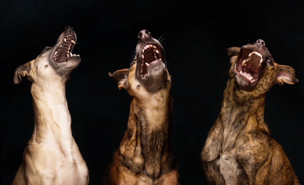 Quante 'facce' questi musi, le mille espressioni dei cani di Elke