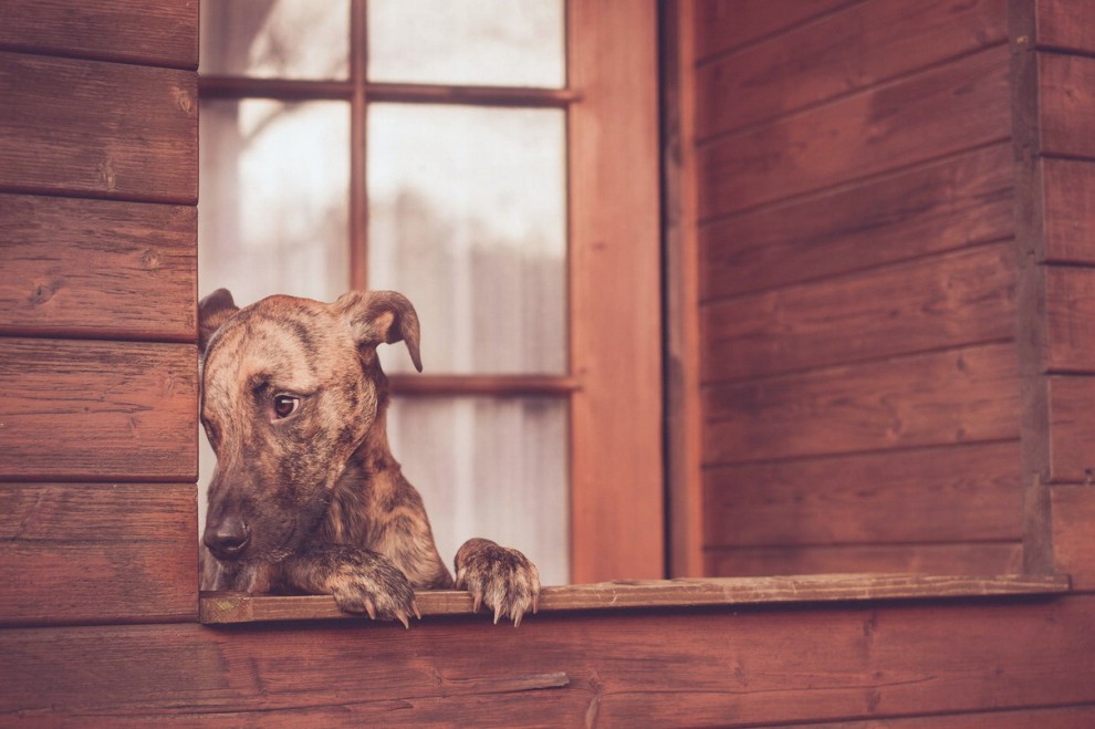 Quante 'facce' questi musi, le mille espressioni dei cani di Elke