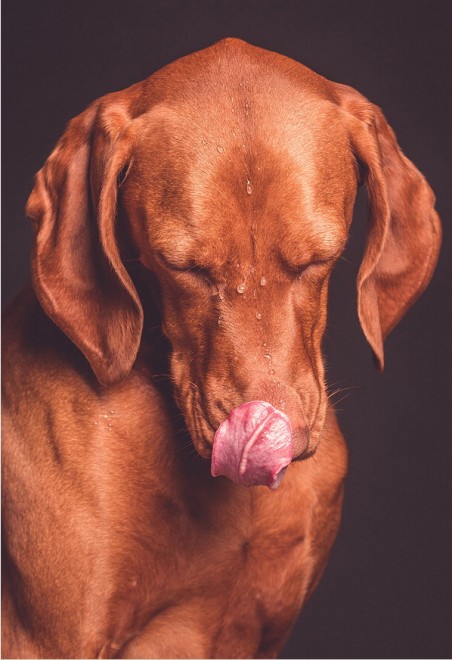 Quante 'facce' questi musi, le mille espressioni dei cani di Elke