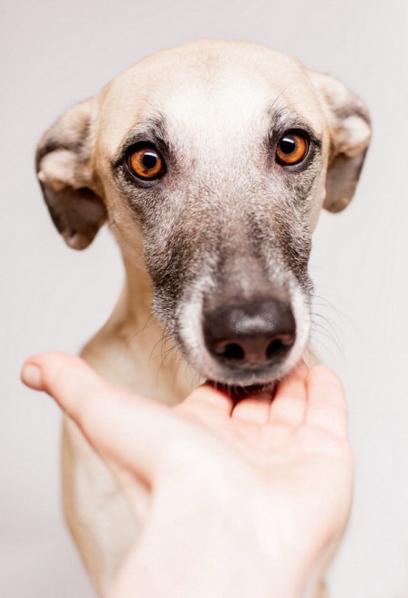 Quante 'facce' questi musi, le mille espressioni dei cani di Elke