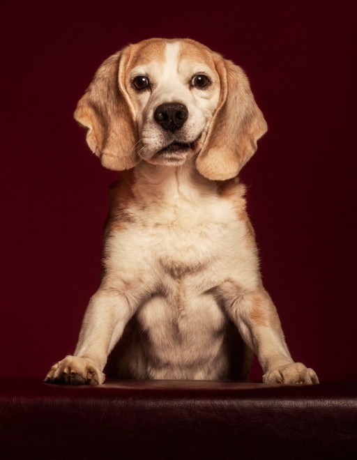 Quante 'facce' questi musi, le mille espressioni dei cani di Elke