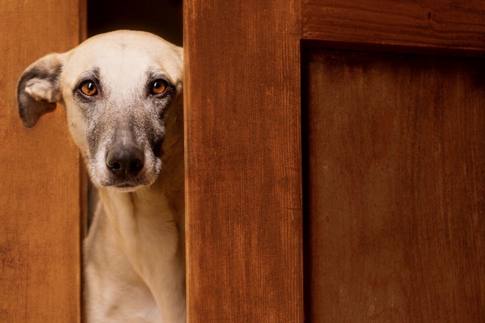 Quante 'facce' questi musi, le mille espressioni dei cani di Elke