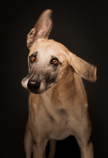 Quante 'facce' questi musi, le mille espressioni dei cani di Elke