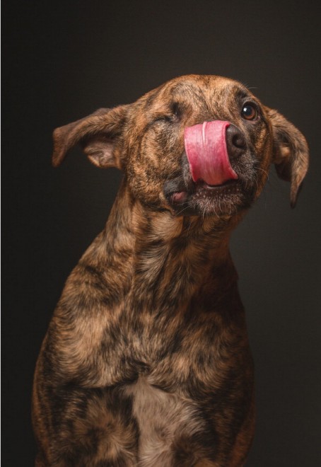 Quante 'facce' questi musi, le mille espressioni dei cani di Elke