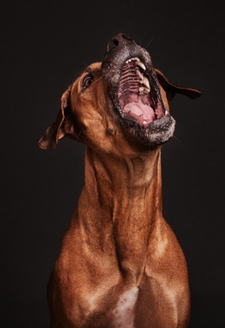 Quante 'facce' questi musi, le mille espressioni dei cani di Elke