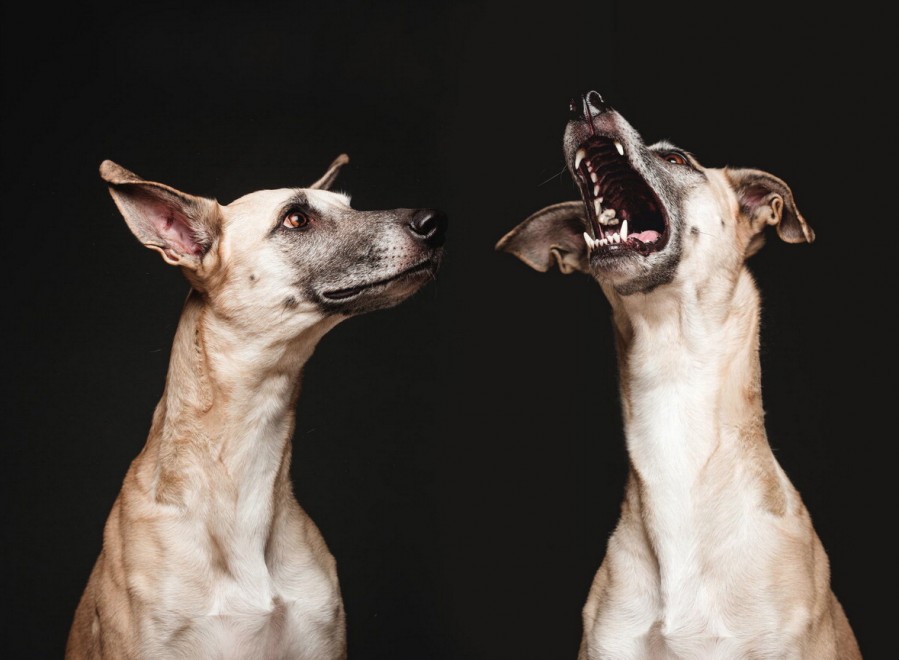 Quante 'facce' questi musi, le mille espressioni dei cani di Elke