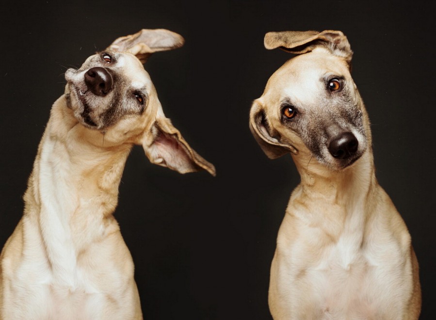 Quante 'facce' questi musi, le mille espressioni dei cani di Elke