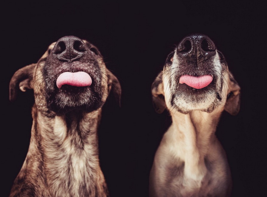 Quante 'facce' questi musi, le mille espressioni dei cani di Elke