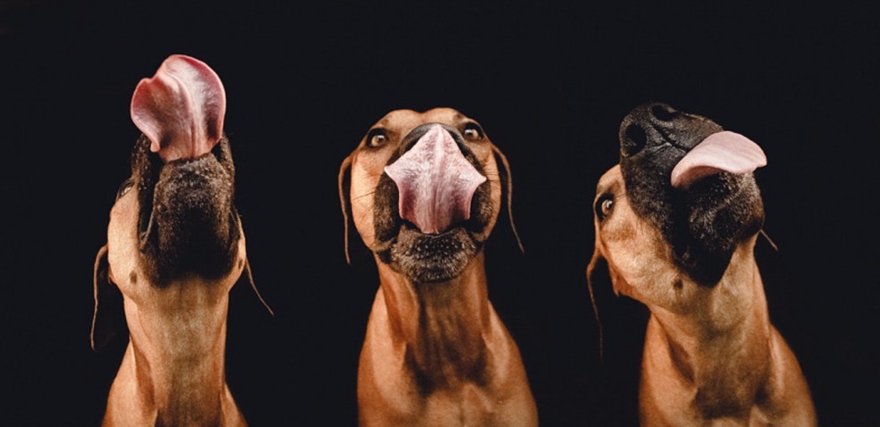 Quante 'facce' questi musi, le mille espressioni dei cani di Elke