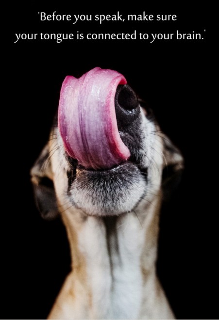 Quante 'facce' questi musi, le mille espressioni dei cani di Elke