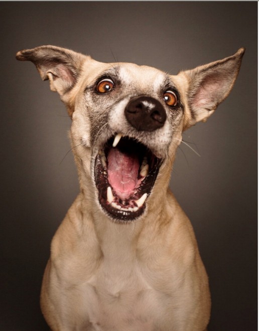 Quante 'facce' questi musi, le mille espressioni dei cani di Elke