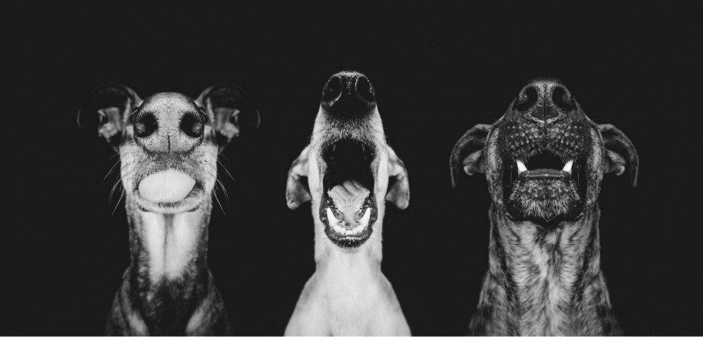 Quante 'facce' questi musi, le mille espressioni dei cani di Elke
