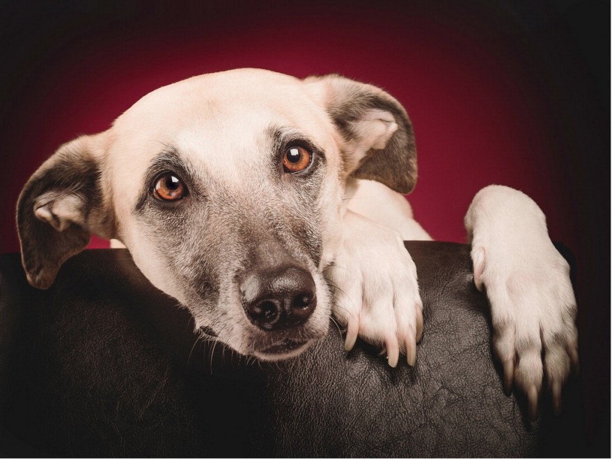 Quante 'facce' questi musi, le mille espressioni dei cani di Elke