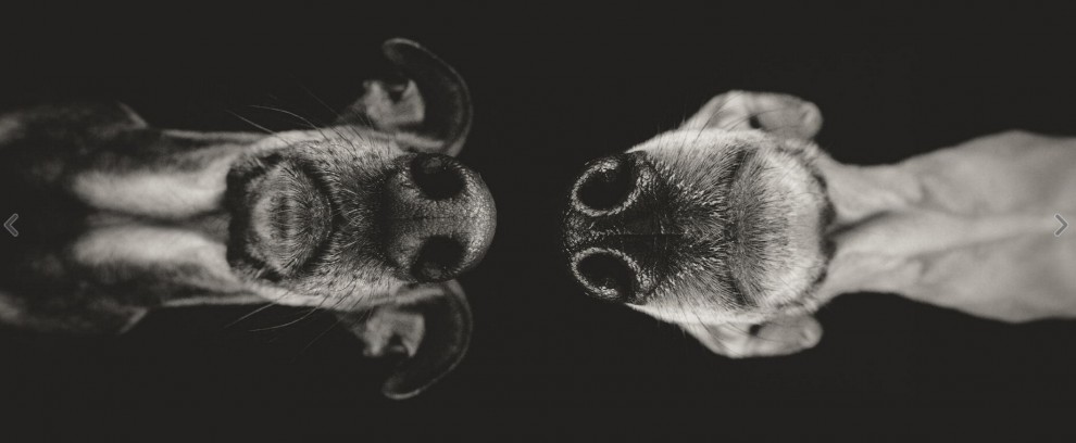 Quante 'facce' questi musi, le mille espressioni dei cani di Elke