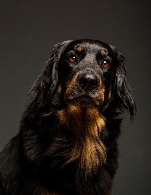 Quante 'facce' questi musi, le mille espressioni dei cani di Elke