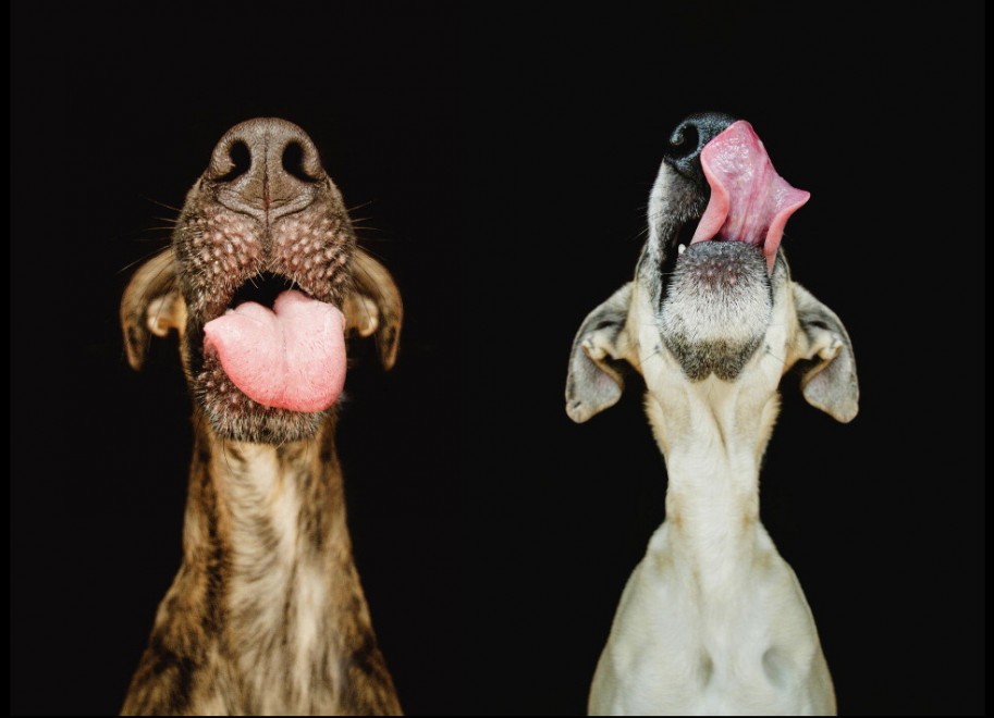 Quante 'facce' questi musi, le mille espressioni dei cani di Elke