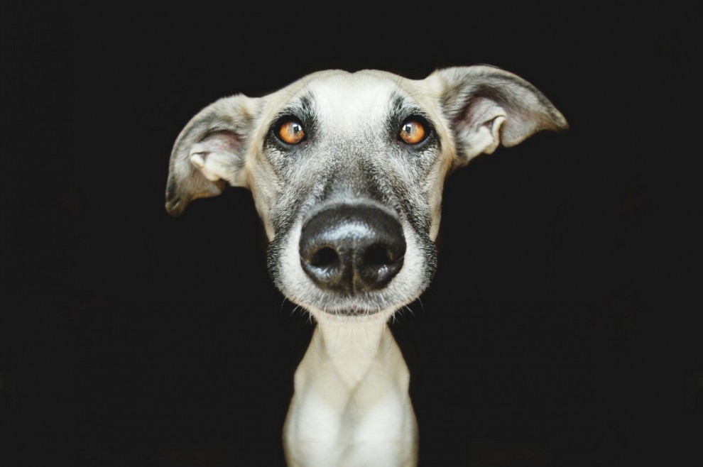 Quante 'facce' questi musi, le mille espressioni dei cani di Elke