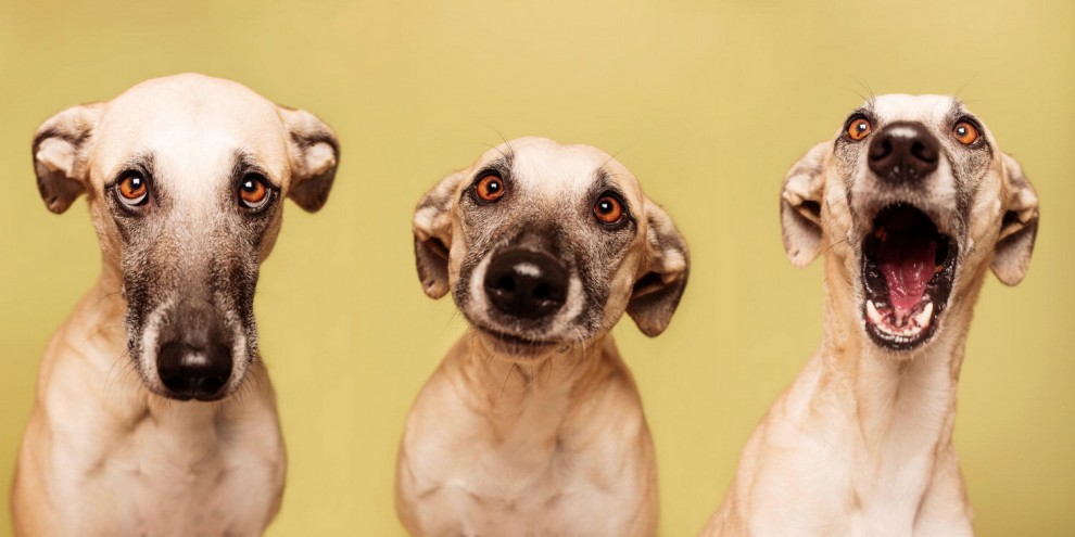 Quante 'facce' questi musi, le mille espressioni dei cani di Elke