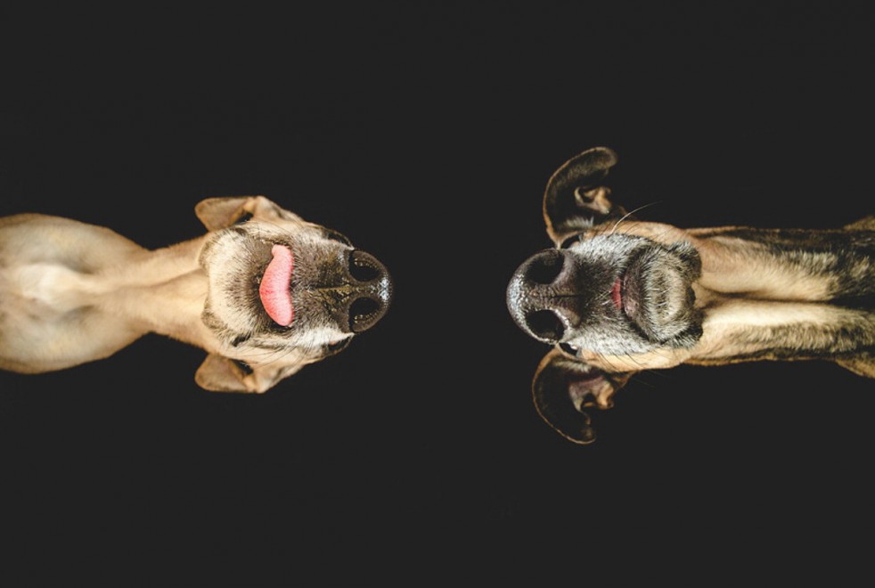 Quante 'facce' questi musi, le mille espressioni dei cani di Elke