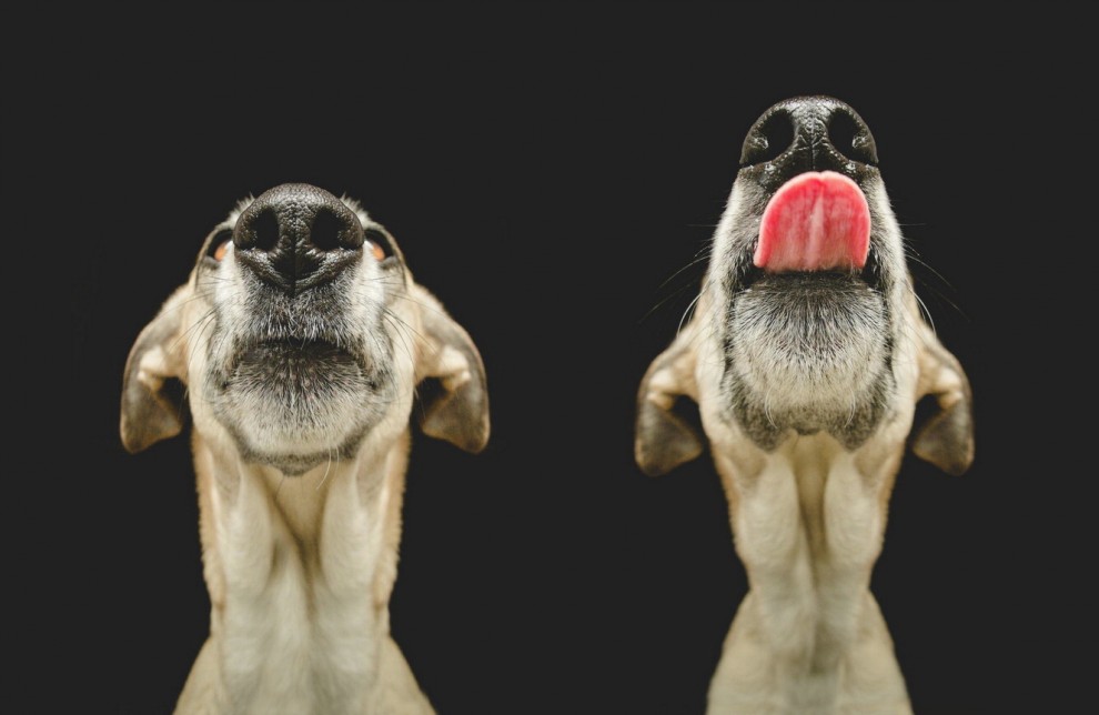Quante 'facce' questi musi, le mille espressioni dei cani di Elke