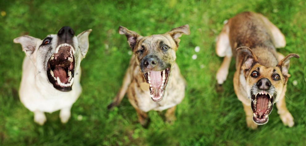 Quante 'facce' questi musi, le mille espressioni dei cani di Elke