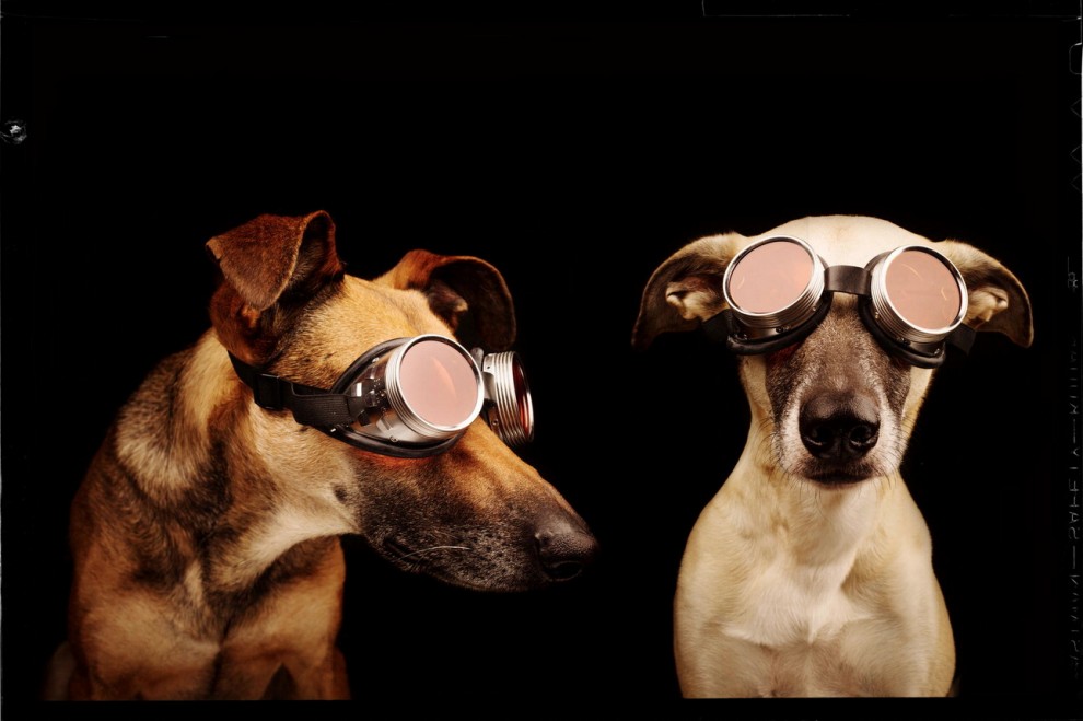 Quante 'facce' questi musi, le mille espressioni dei cani di Elke