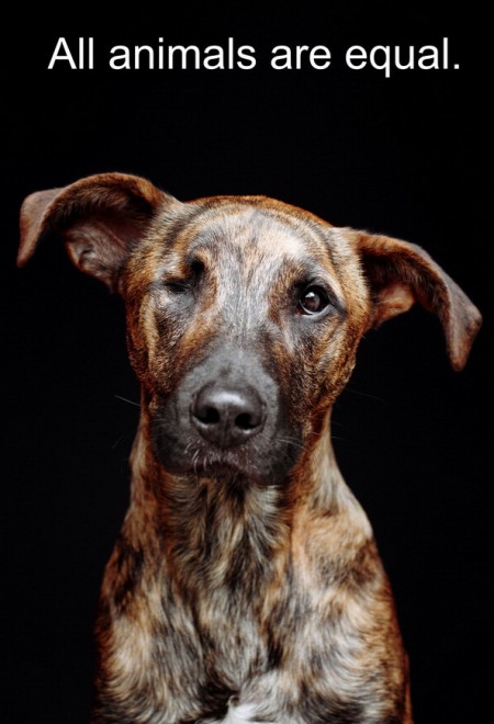 Quante 'facce' questi musi, le mille espressioni dei cani di Elke