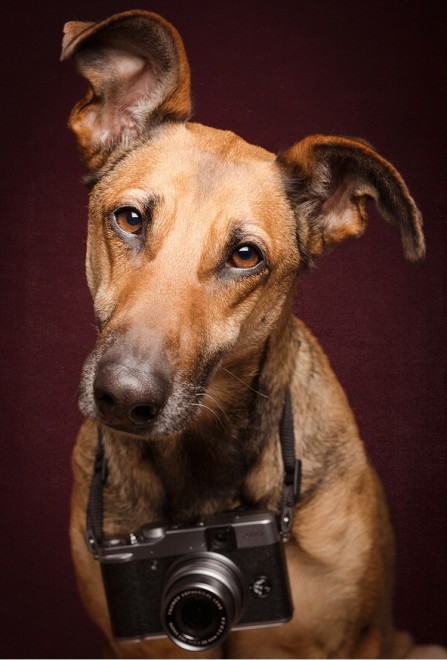 Quante 'facce' questi musi, le mille espressioni dei cani di Elke