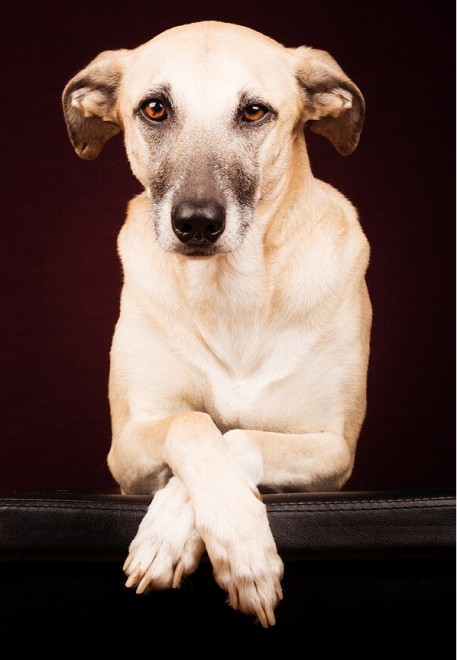 Quante 'facce' questi musi, le mille espressioni dei cani di Elke