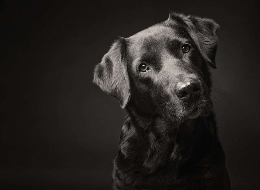 Quante 'facce' questi musi, le mille espressioni dei cani di Elke