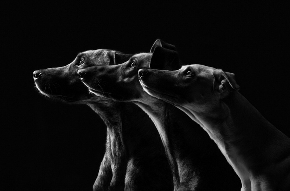 Quante 'facce' questi musi, le mille espressioni dei cani di Elke