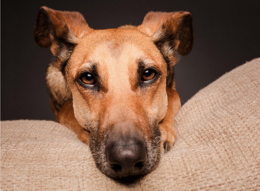 Quante 'facce' questi musi, le mille espressioni dei cani di Elke