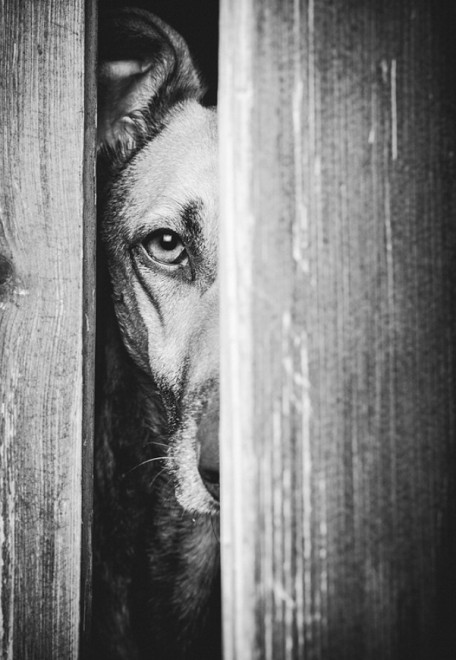Quante 'facce' questi musi, le mille espressioni dei cani di Elke
