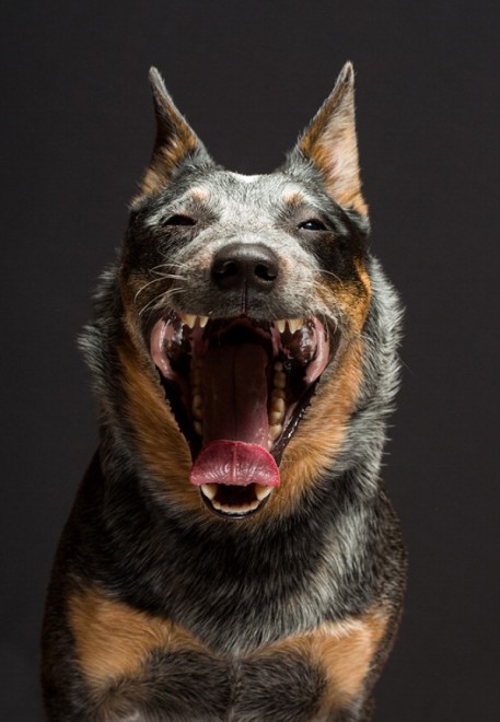 Quante 'facce' questi musi, le mille espressioni dei cani di Elke
