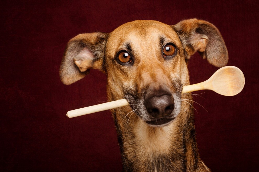 Quante 'facce' questi musi, le mille espressioni dei cani di Elke