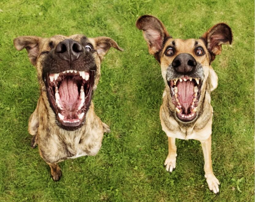 Quante 'facce' questi musi, le mille espressioni dei cani di Elke