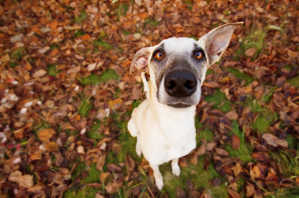 Quante 'facce' questi musi, le mille espressioni dei cani di Elke