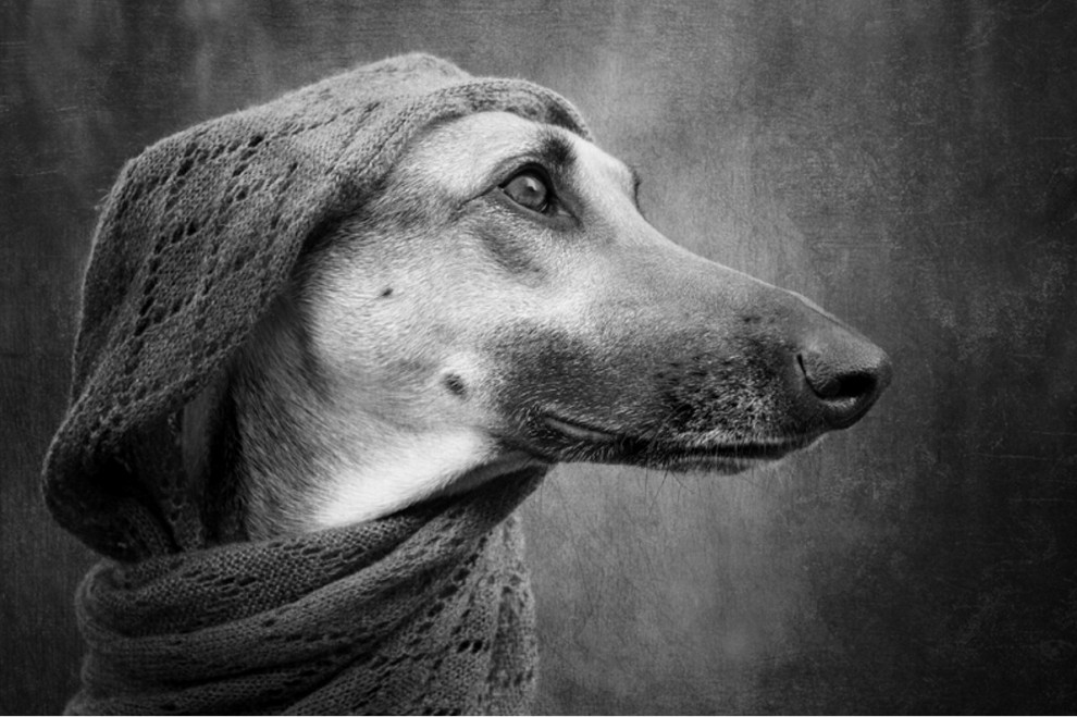 Quante 'facce' questi musi, le mille espressioni dei cani di Elke